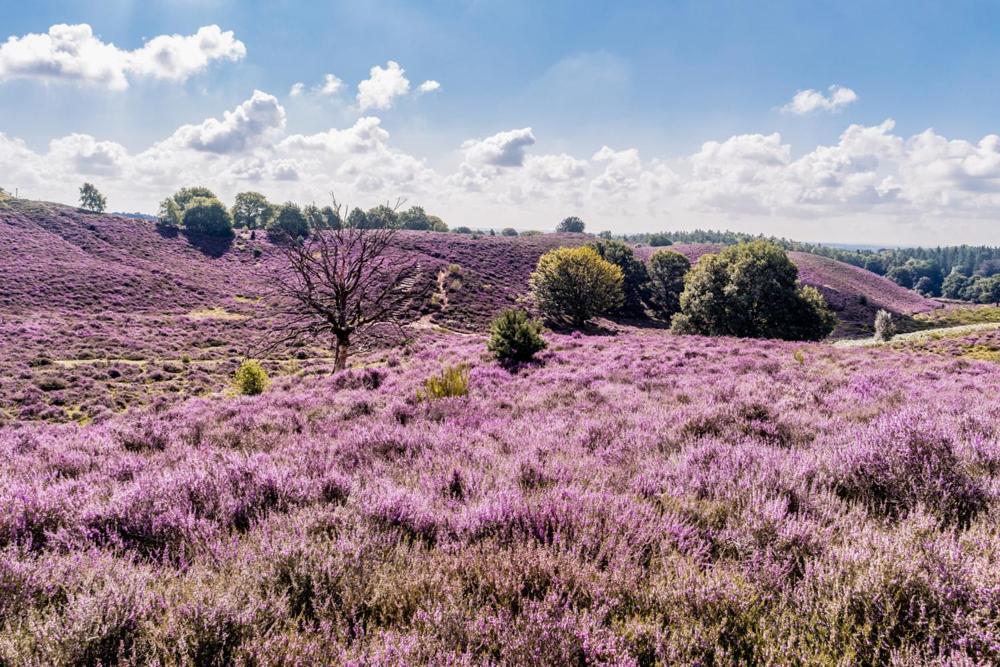 Sfeervolle Chalet Op De Veluwe In Hoenderloo Hotel ภายนอก รูปภาพ